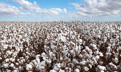 40 - Agronegocio - Pecuaria.jpg