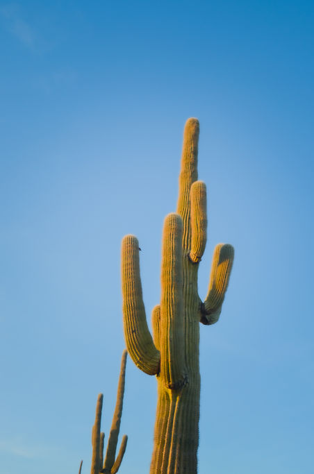 cactus photo.jpg