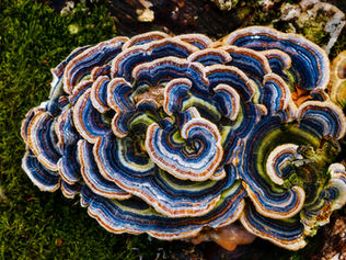 Flow Funding Activists, South Africa & UK: 2025 Stories