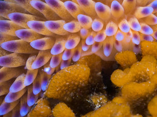 Power, Uncertainty, and the Practice of Systems Leadership, by Lauren Capelin 