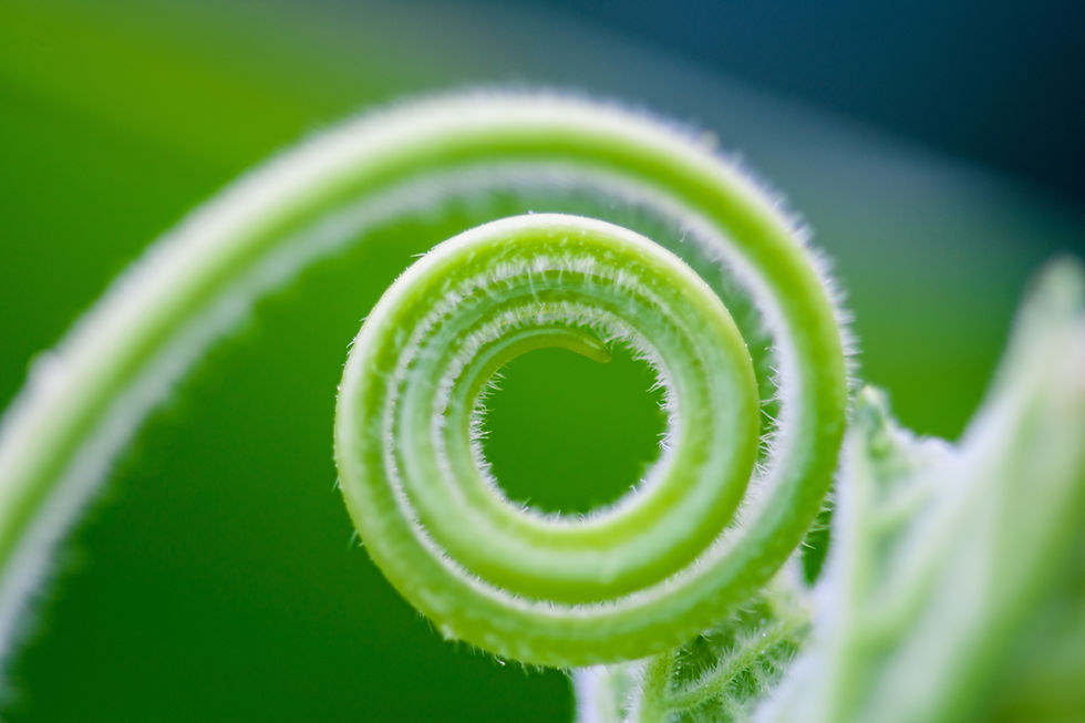 Philanthropy & Regenerative Economics: A Call for the Courage to Change