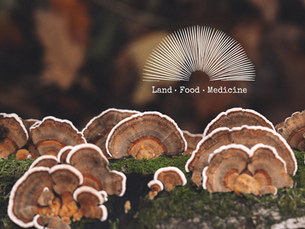 Land Food Medicine: "A love song to the Earth"