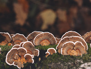 Land Food Medicine: "A love song to the Earth"