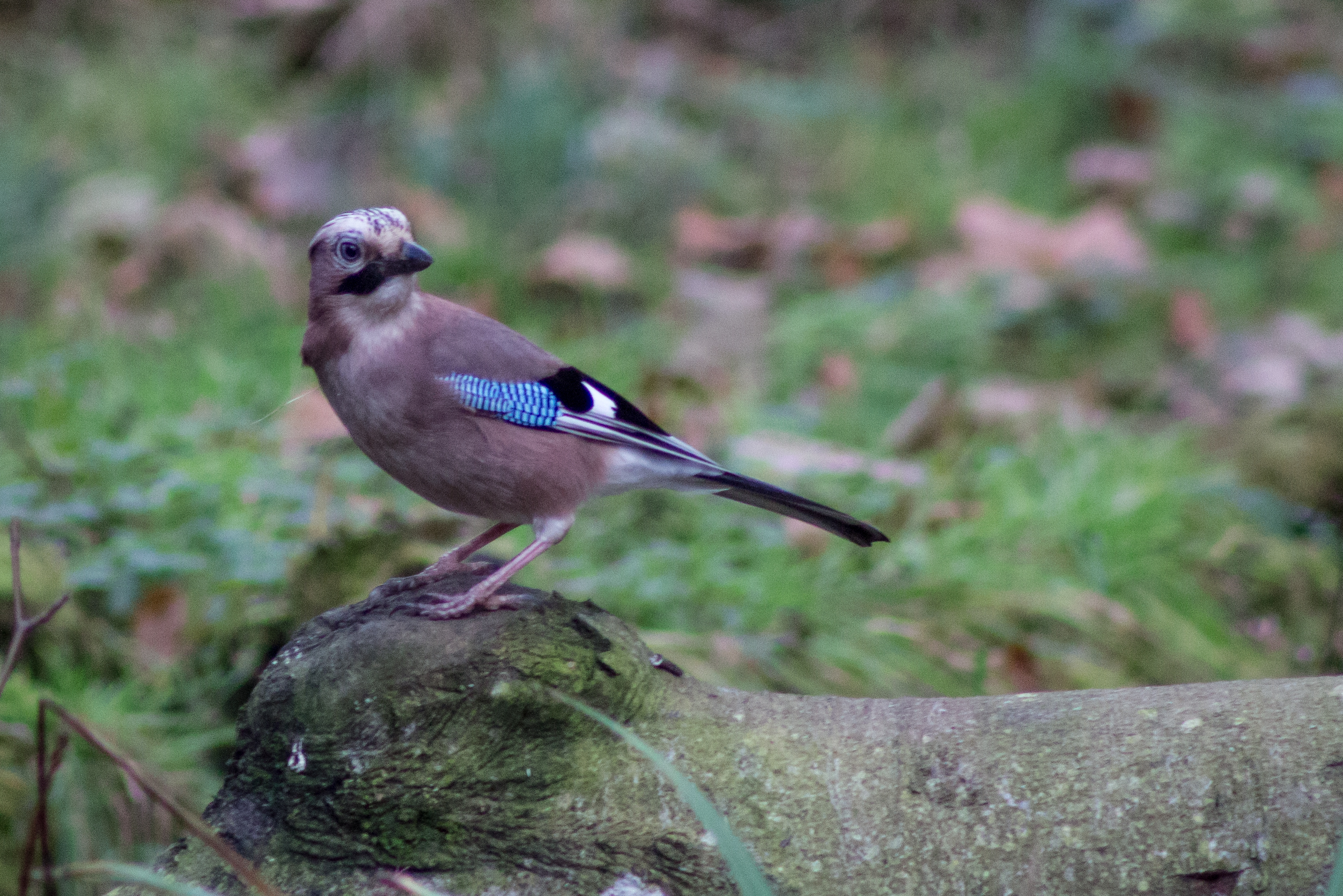 Jay