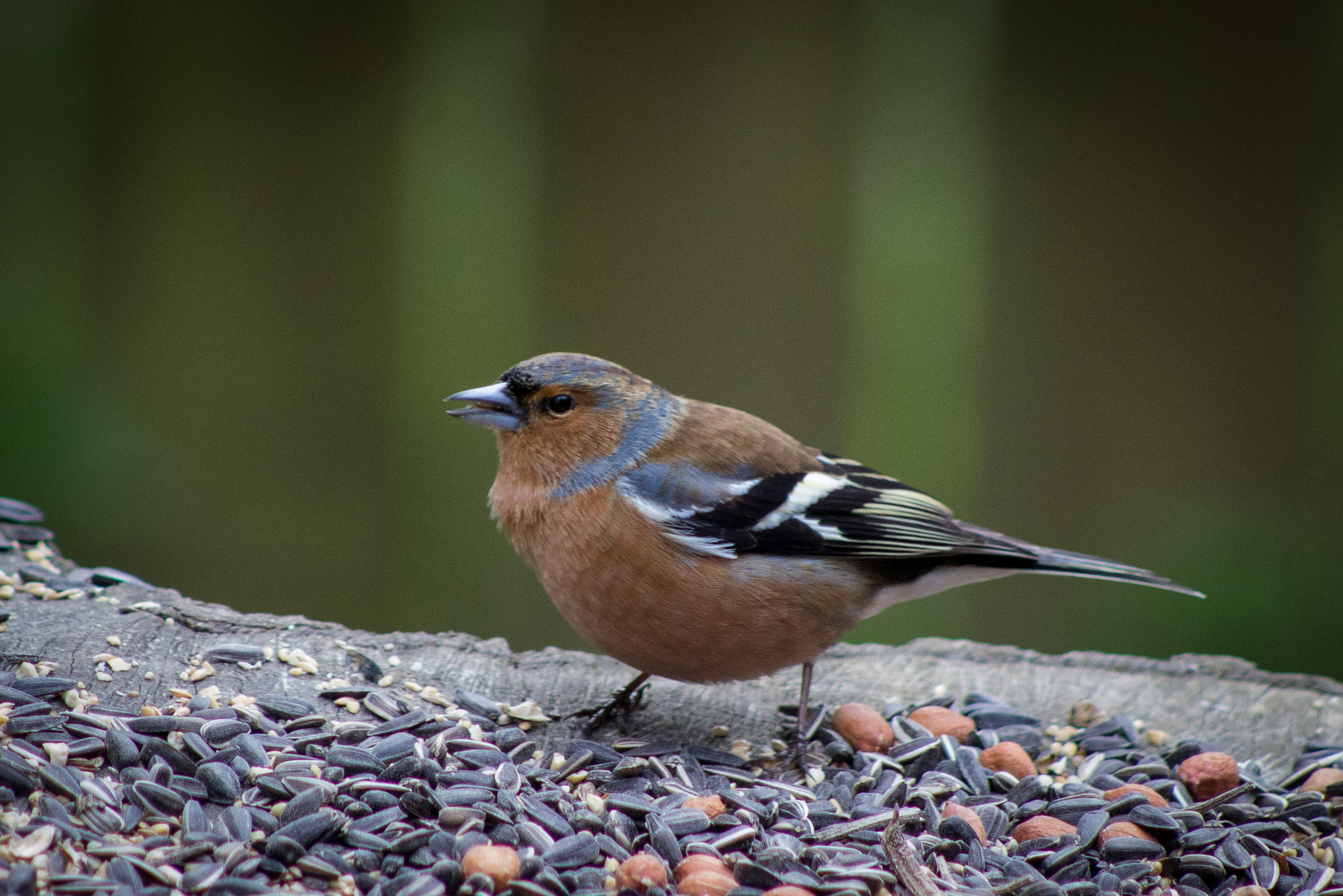 Chaffinch