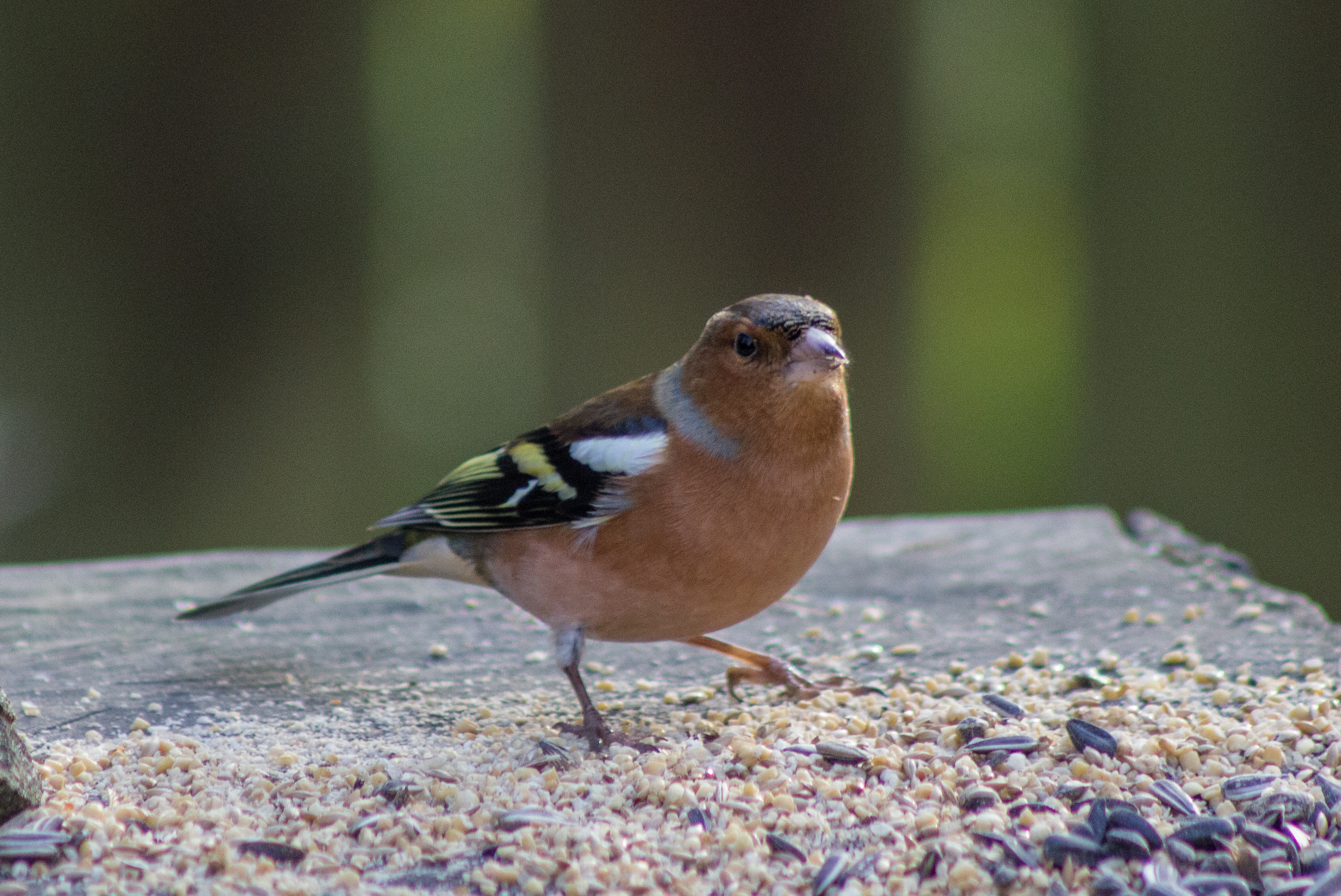 Chaffinch