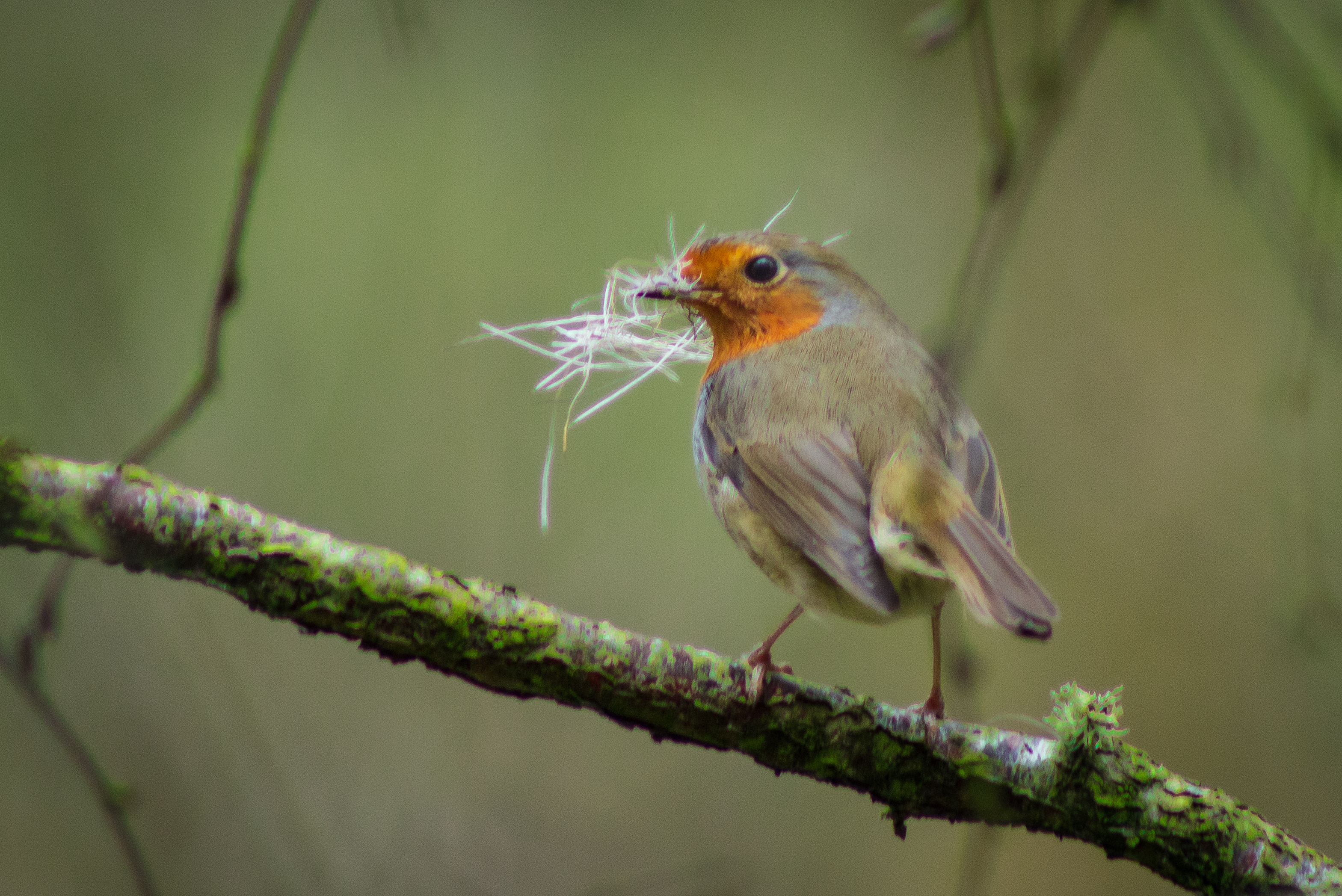 Robin