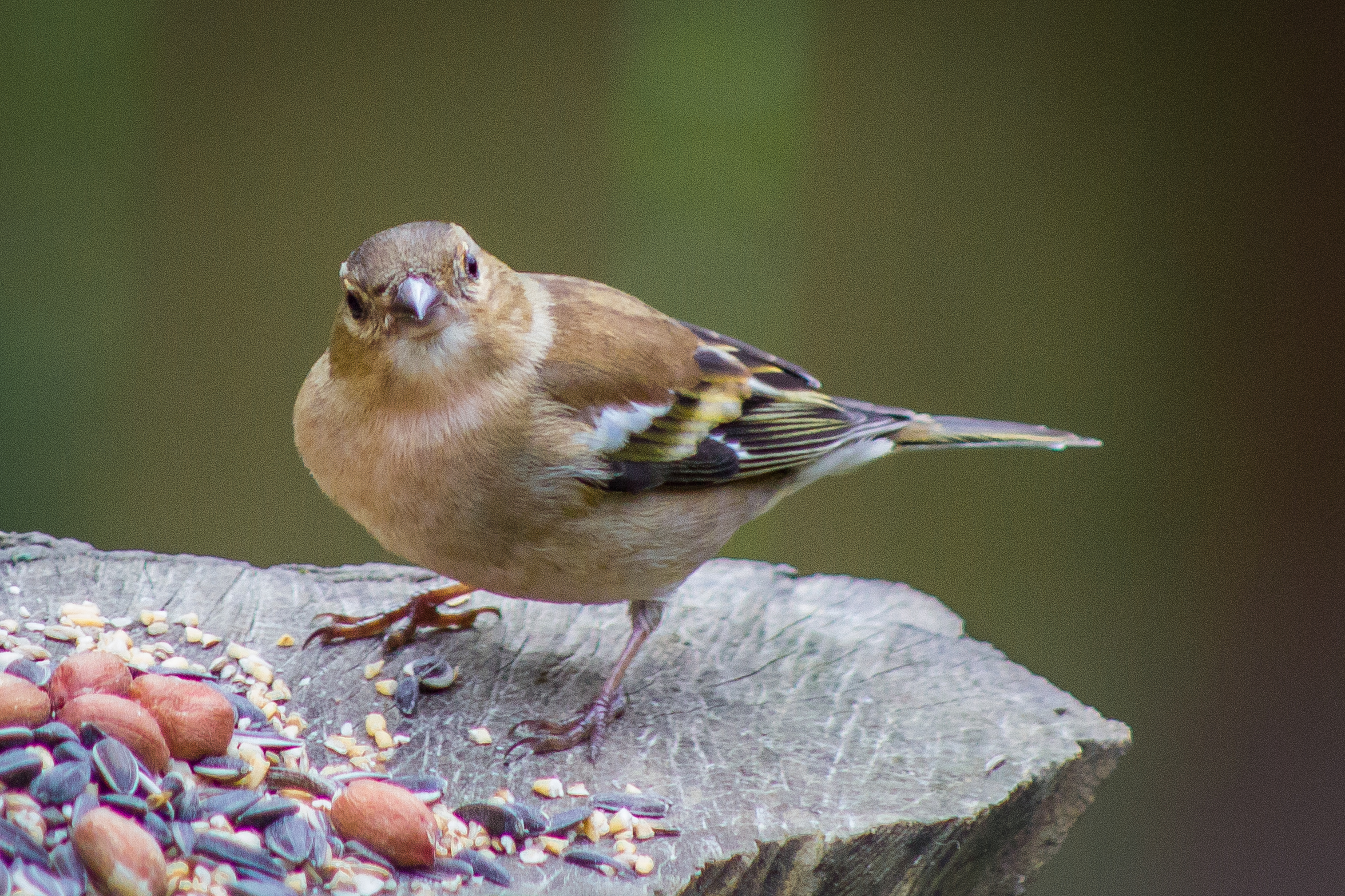 Chaffinch