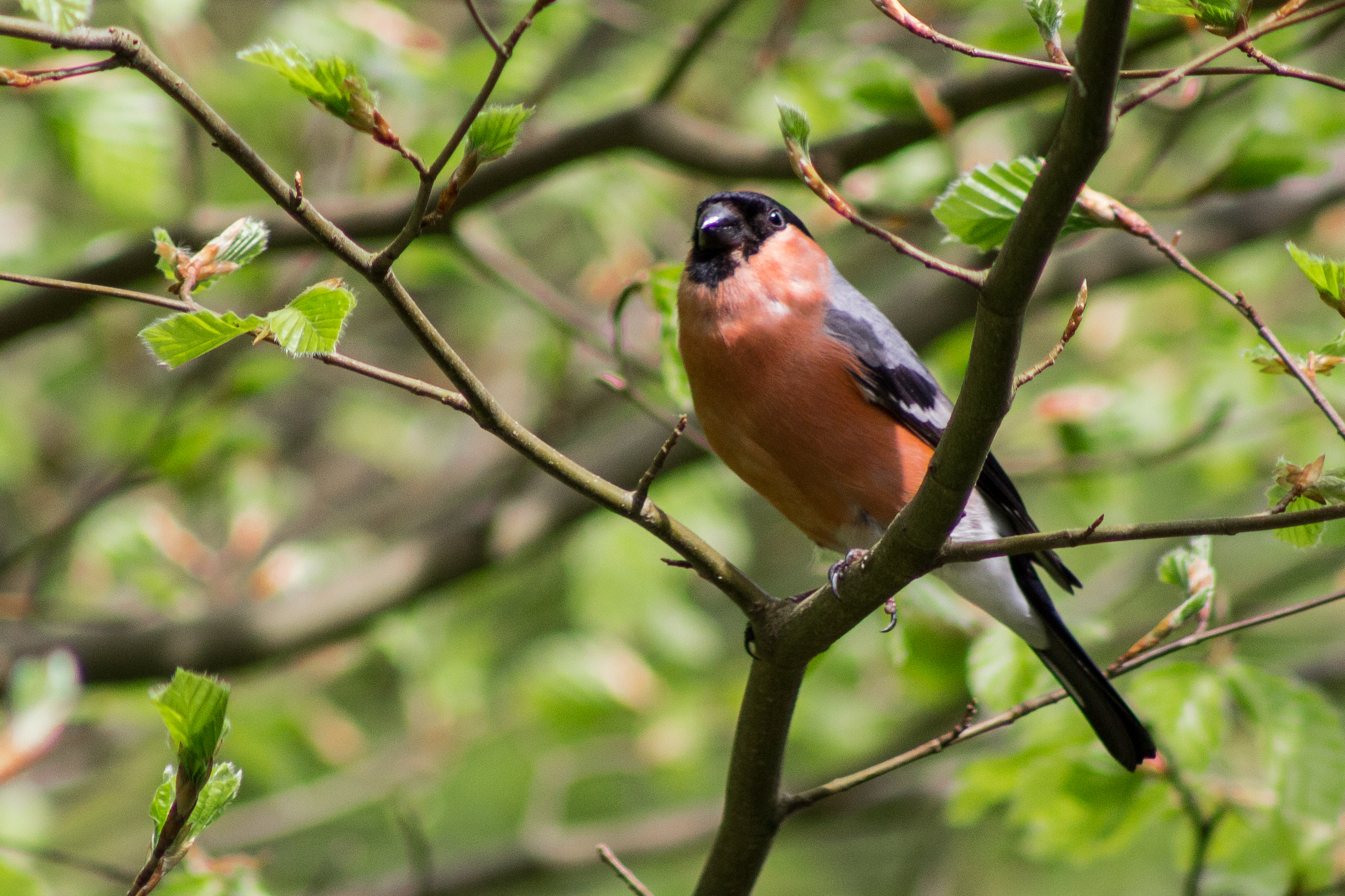 Bullfinch