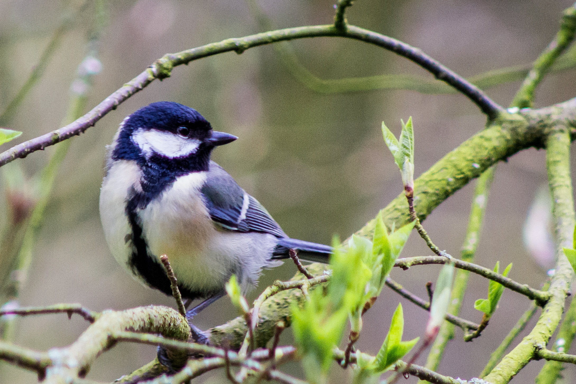 Great tit