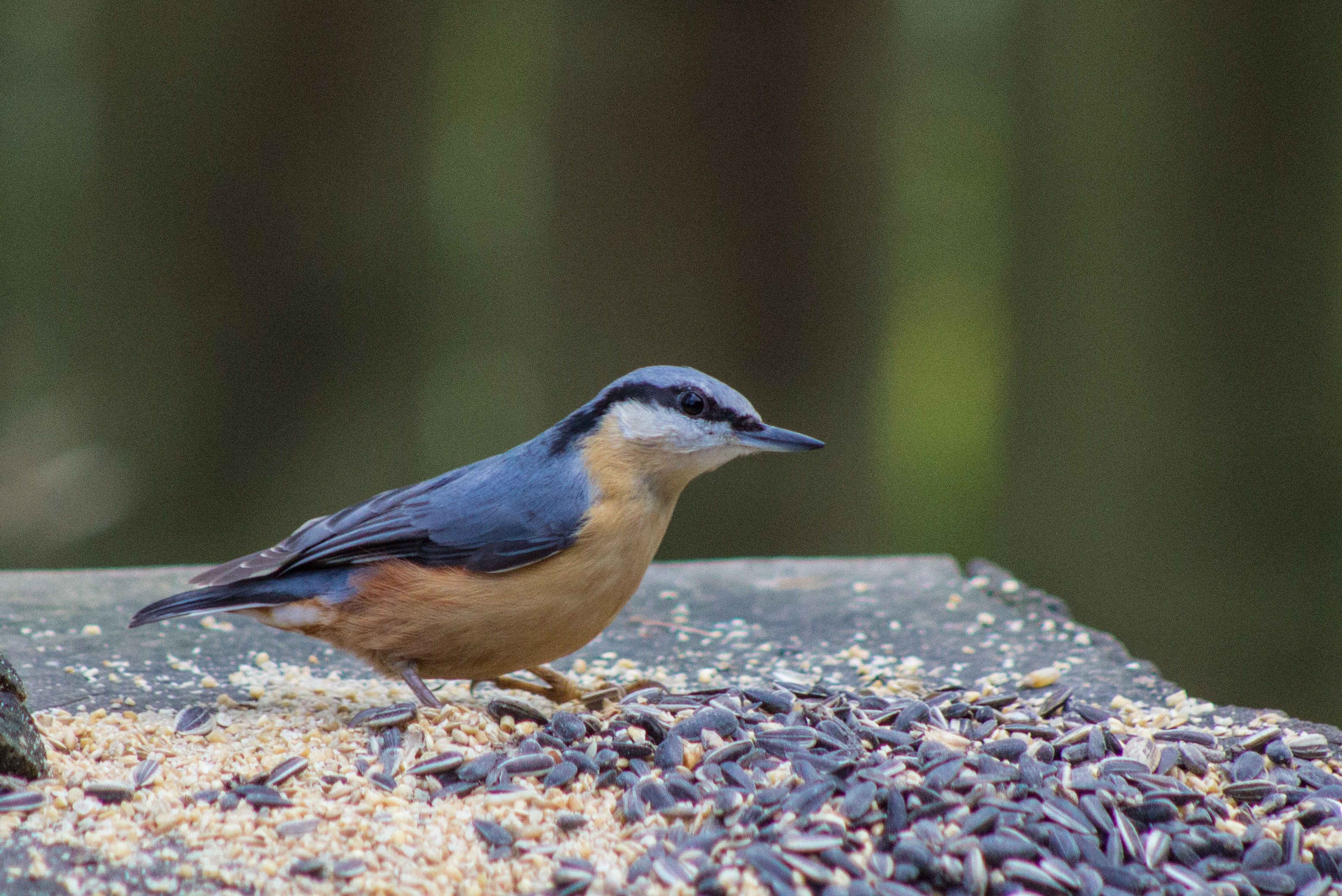 Nuthatch