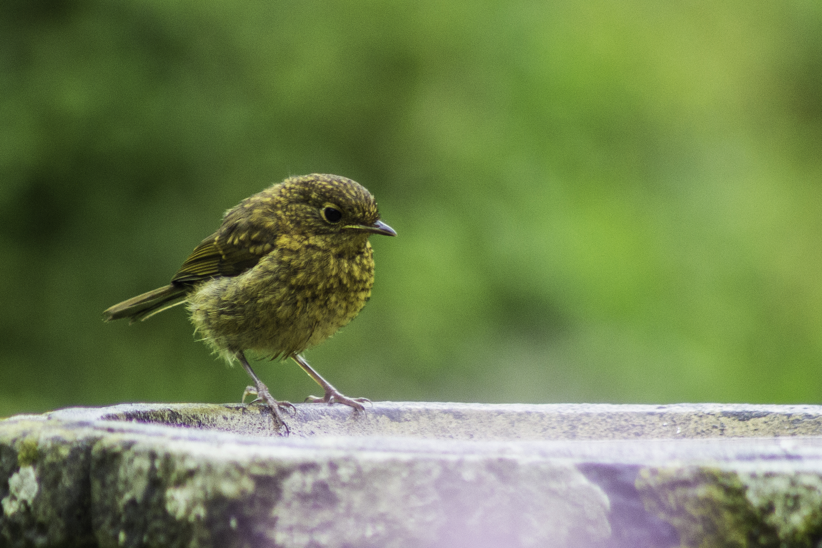 Robin,juvenile