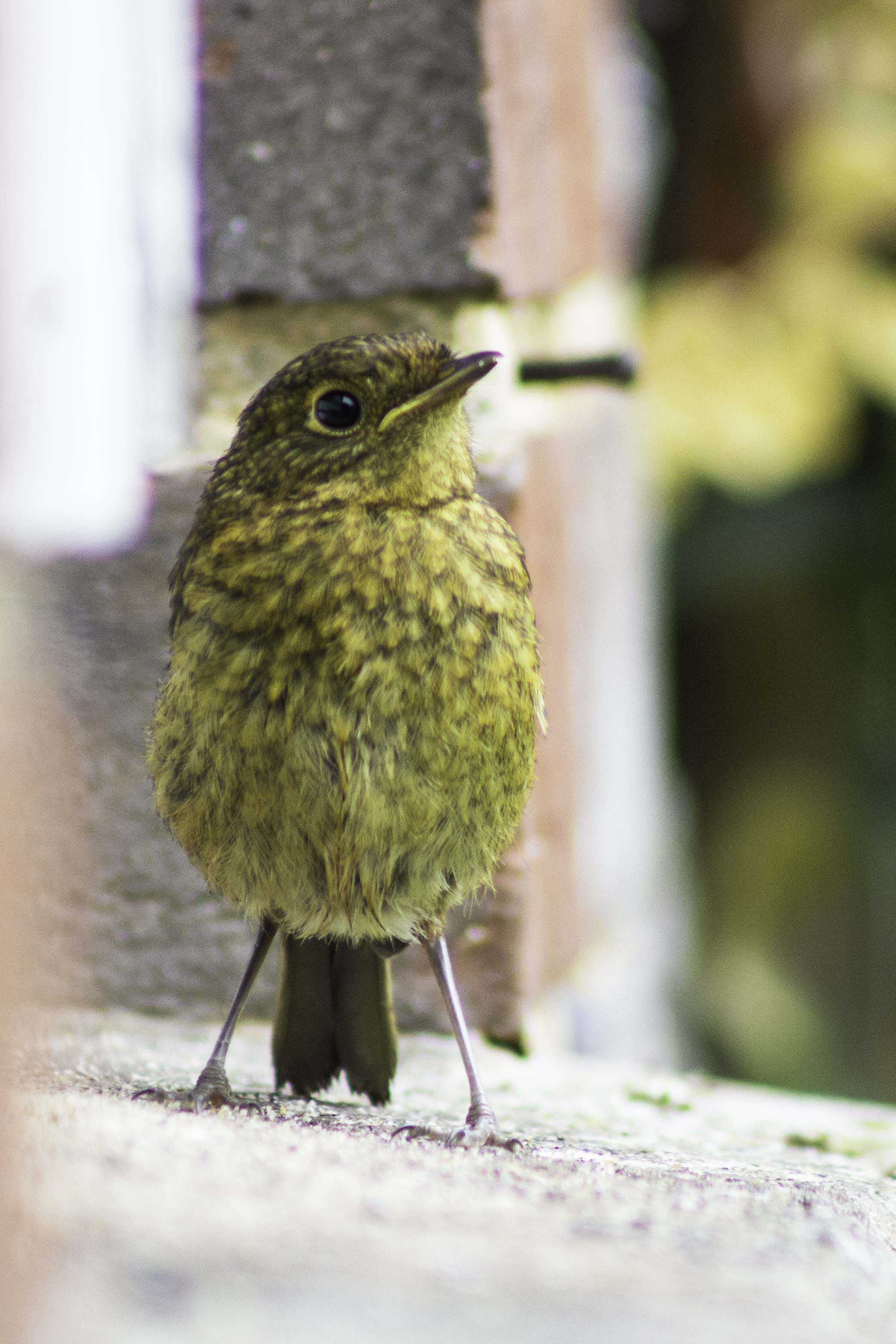 Robin, juvenile