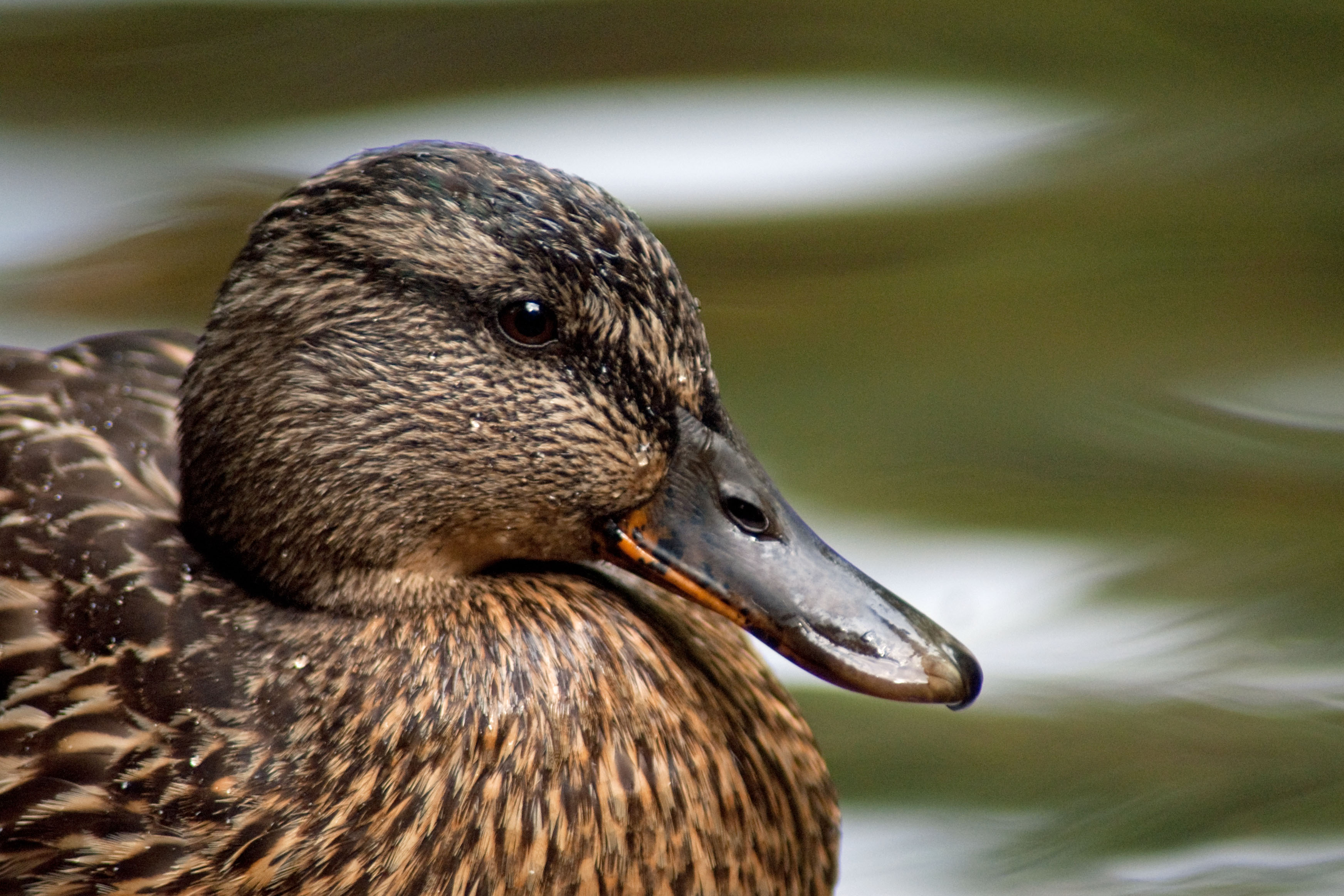 female teal?