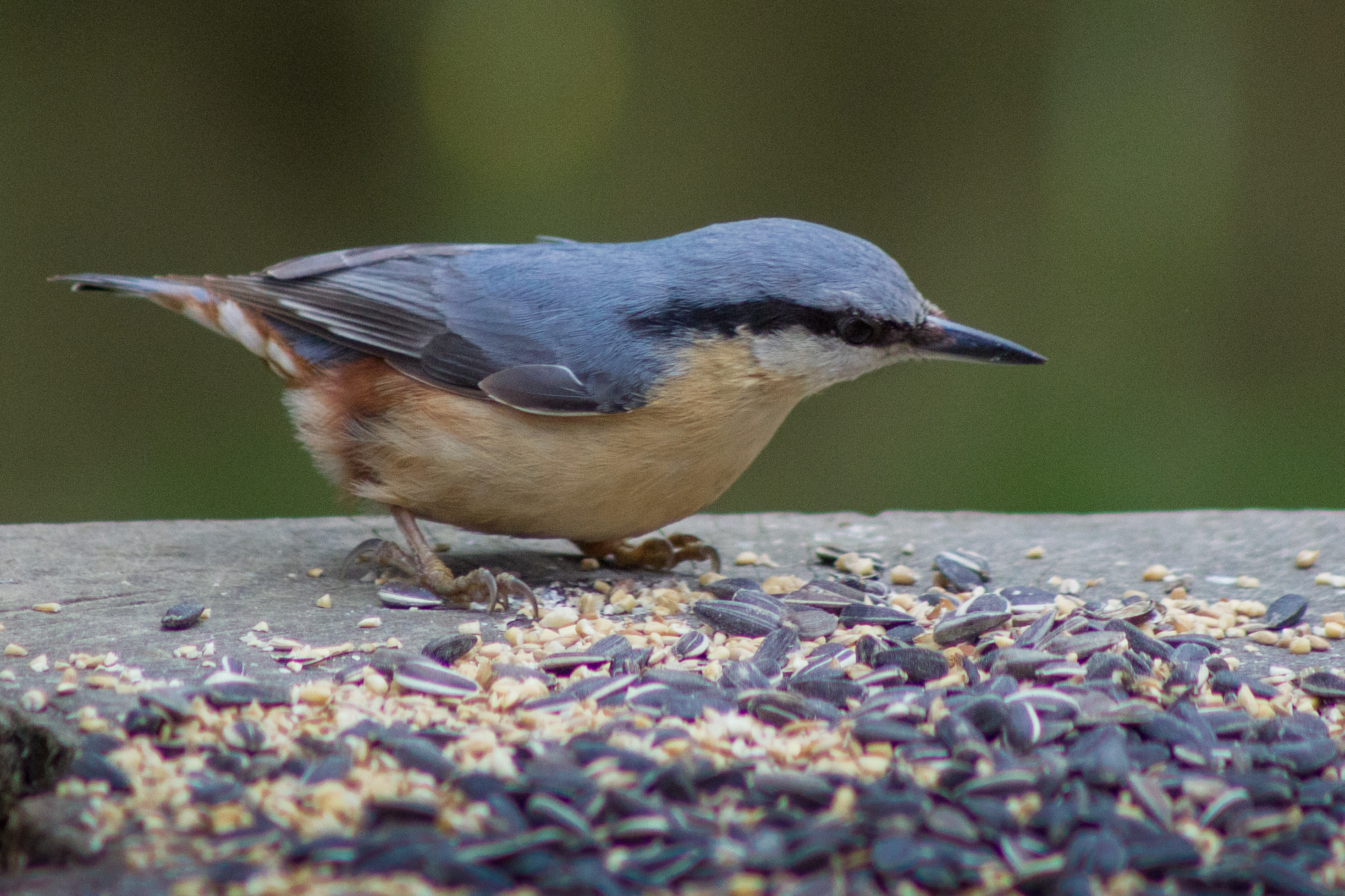 Nuthatch