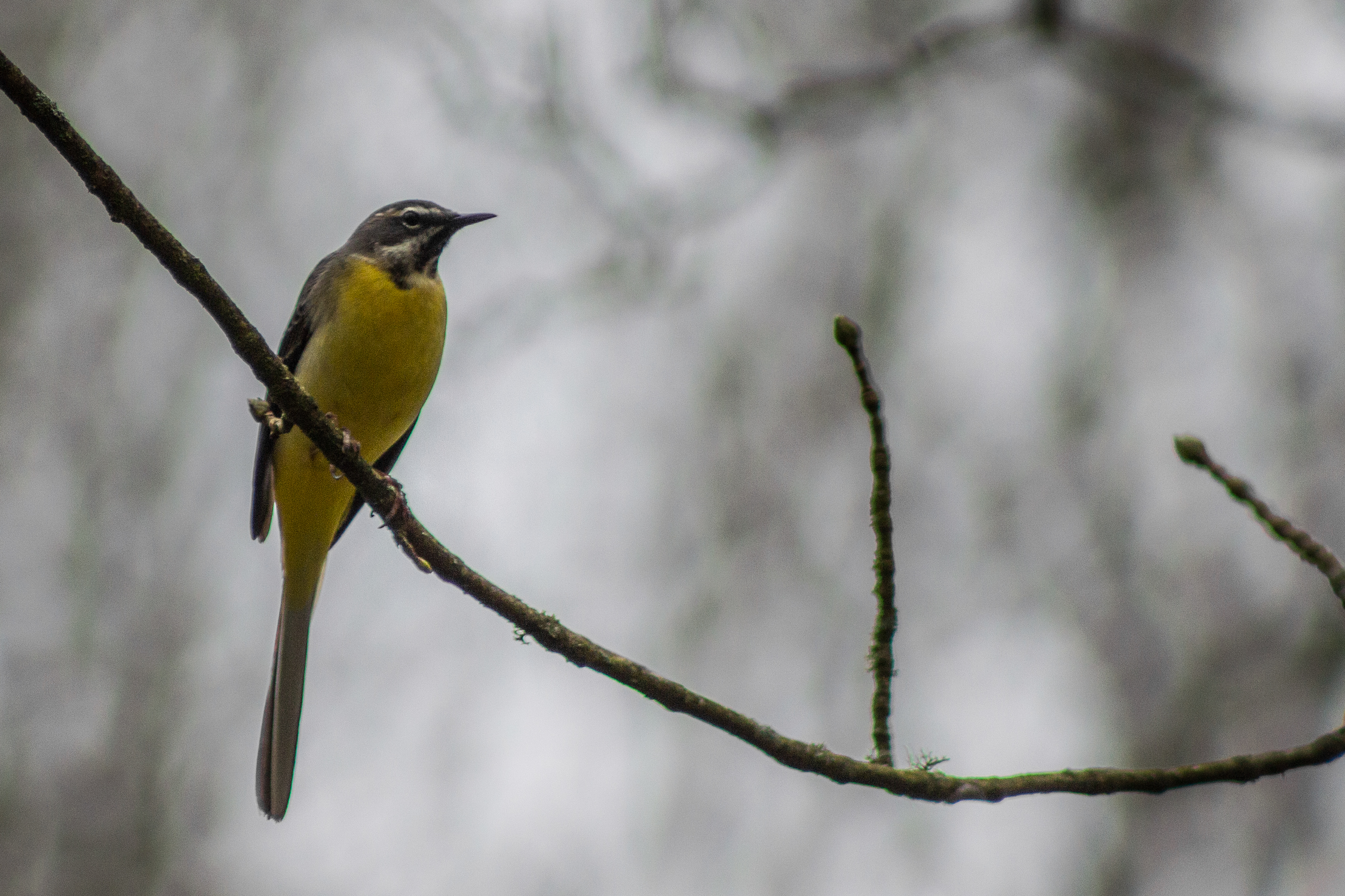 Grey wagtail