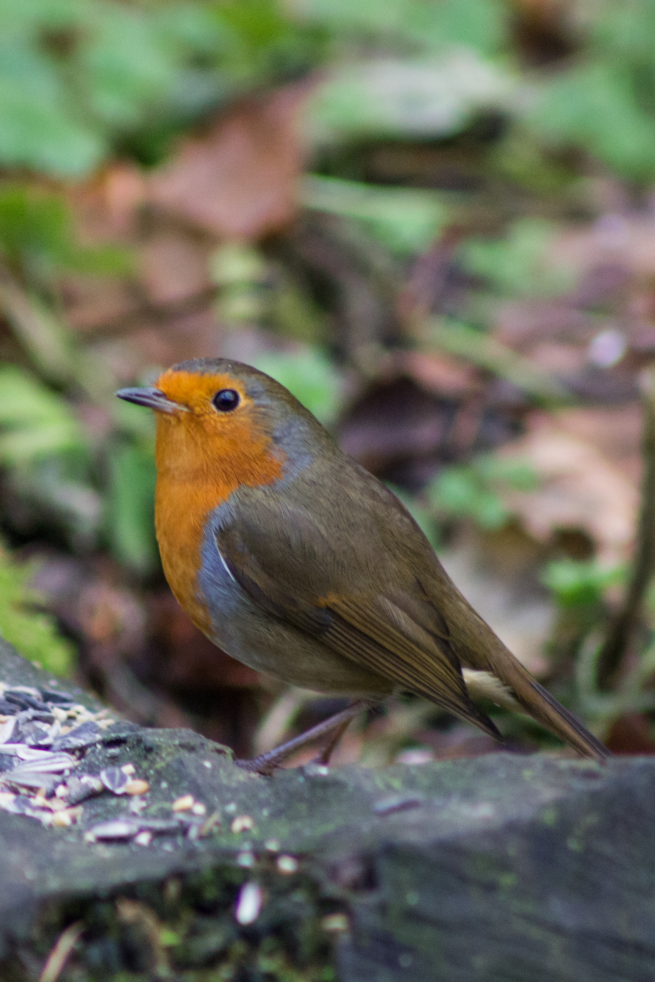 Robin