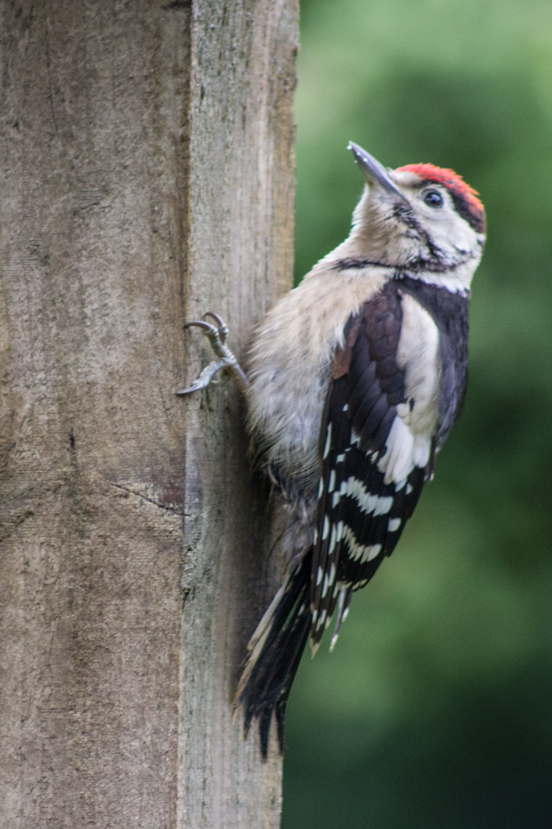 Greater Spotted Woodpecker, juvenile