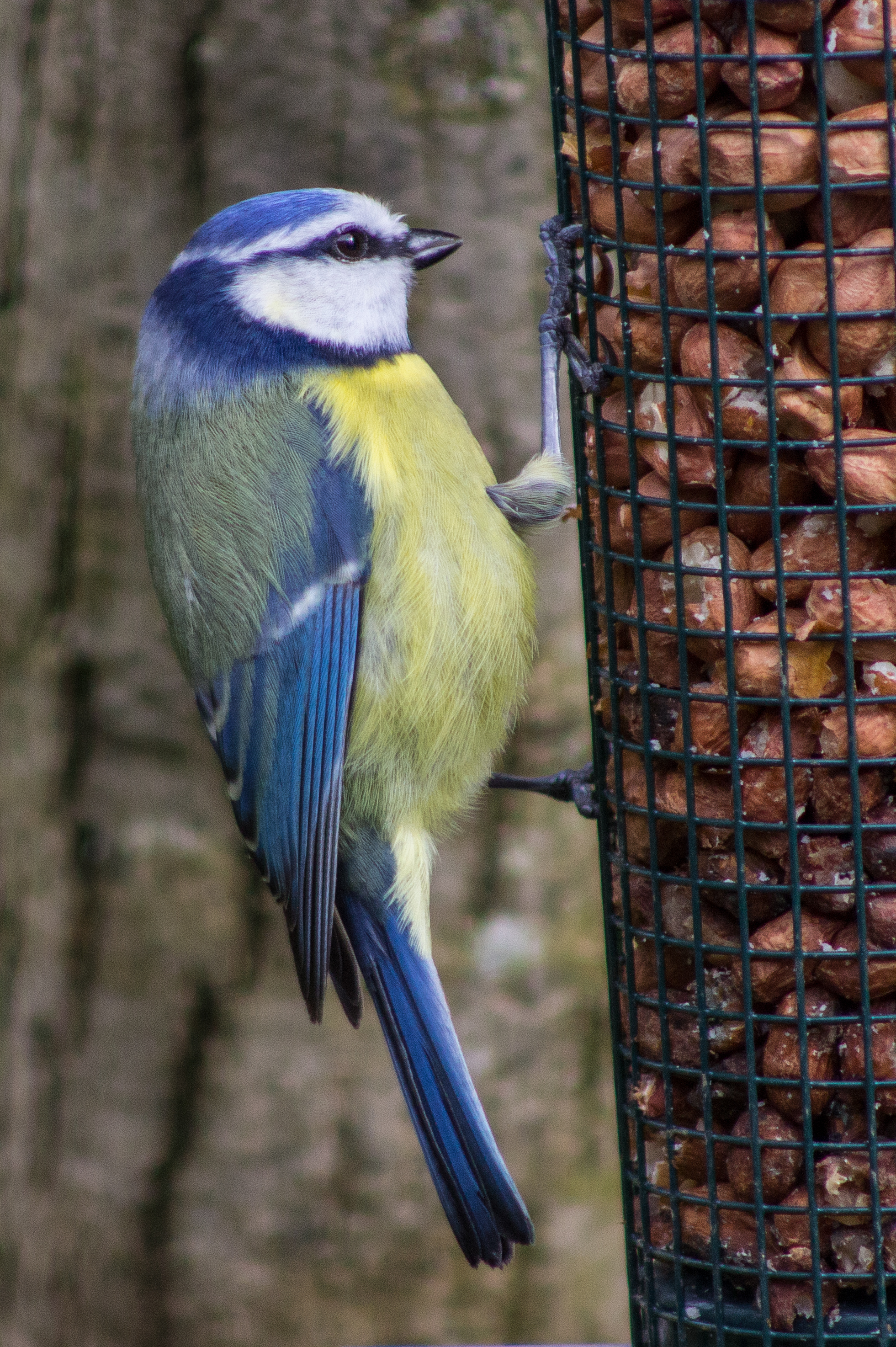Blue tit