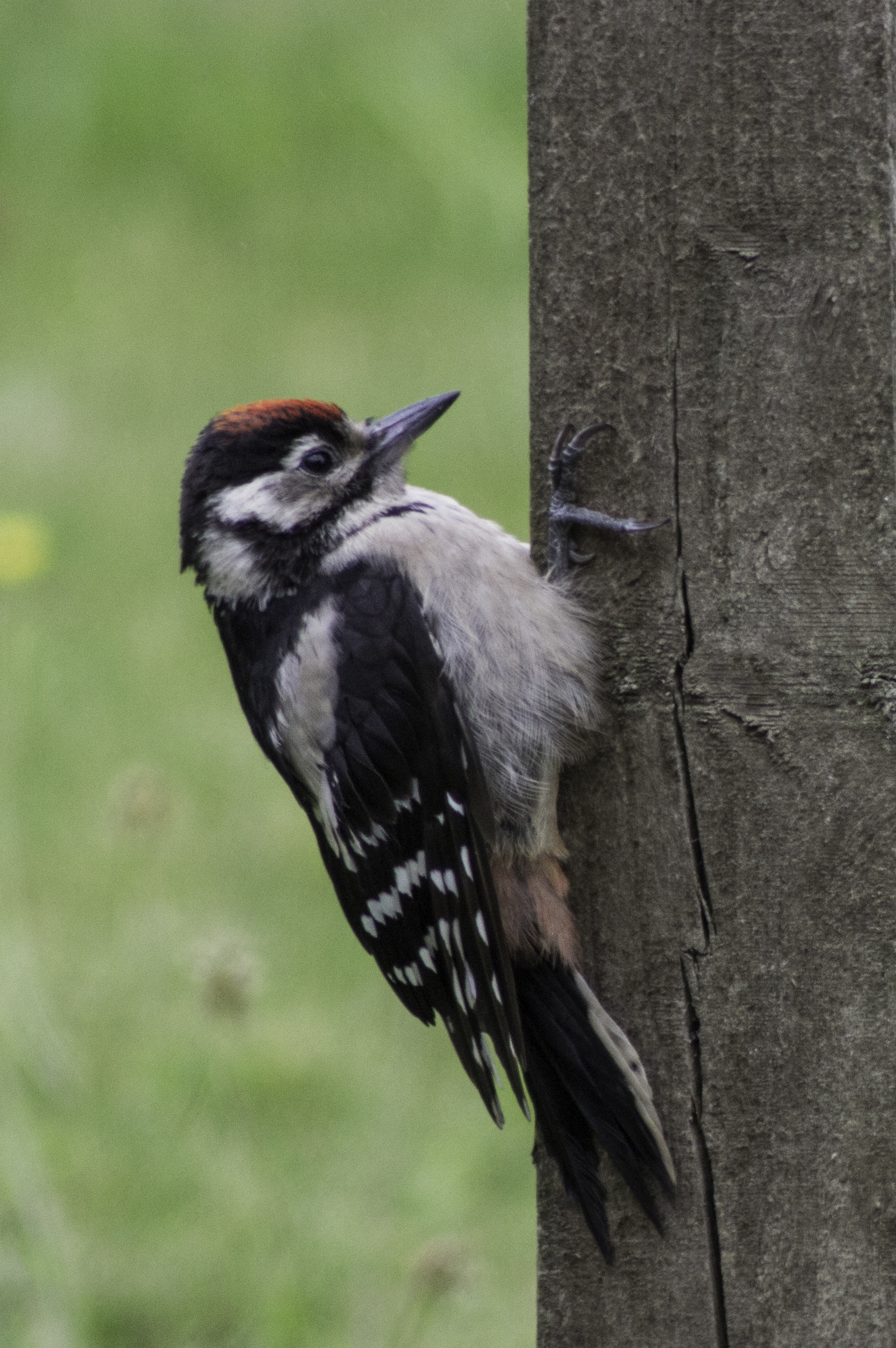 Greater spotted woodpecker, juvenile