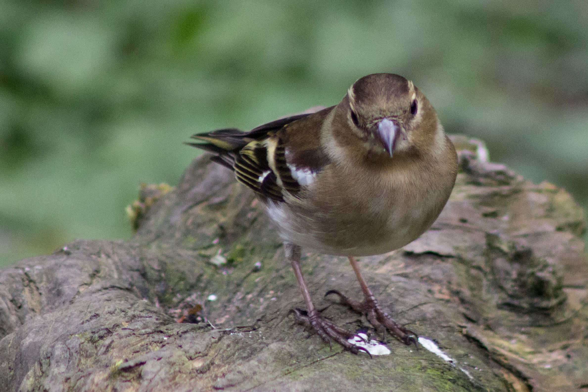 Chaffinch