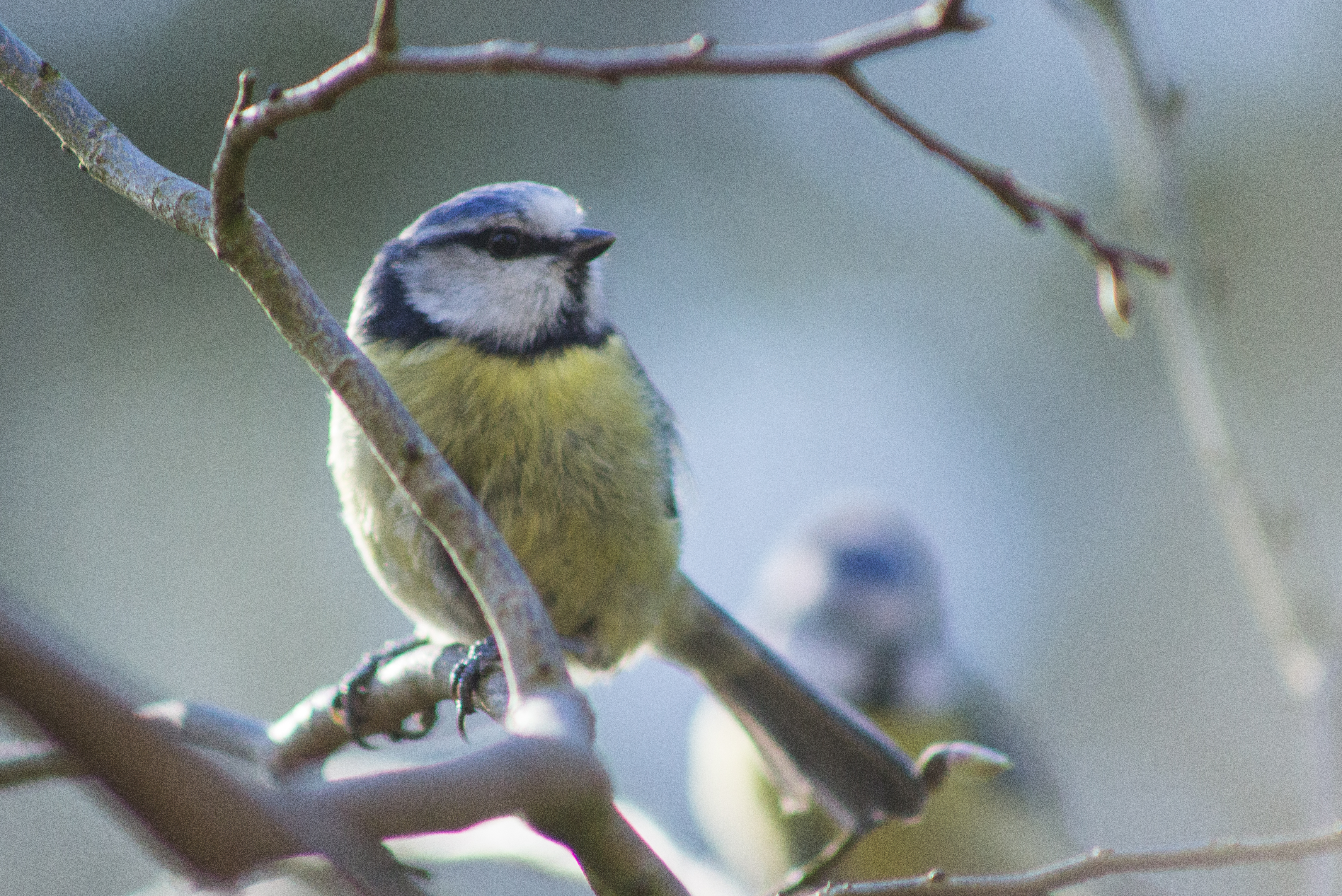 blue tit