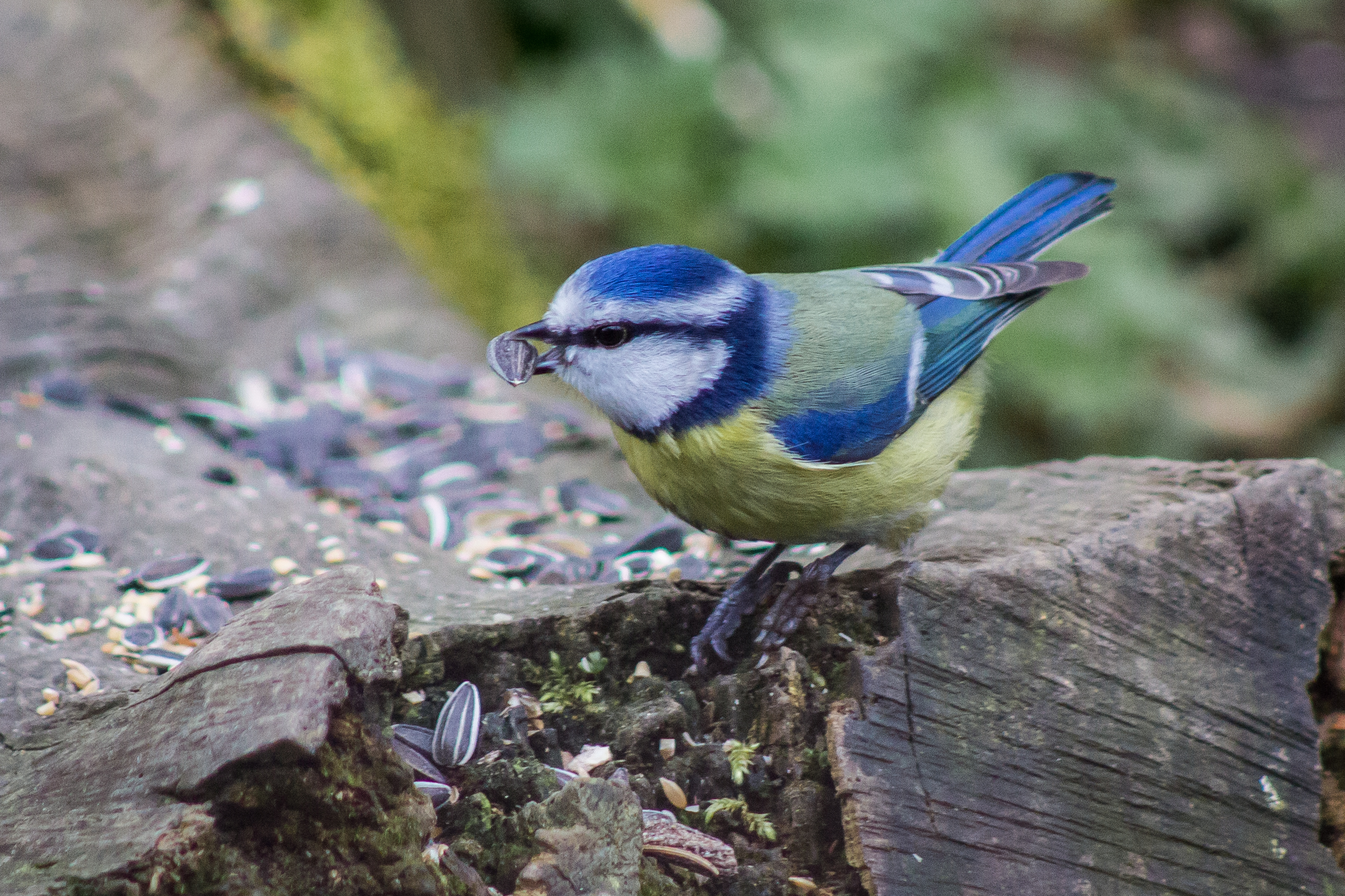 Blue tit