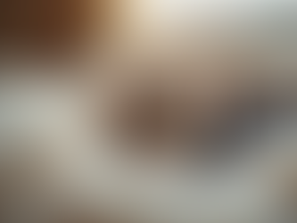 What to Consider Before Bringing a Kitten Home