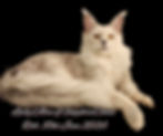 Eye-level view of a Maine Coon cat lounging on a couch