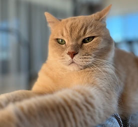 ♂, geb. ca. 2015
sanftmütig - gerne Einzelkater
zur Zeit noch in Amman