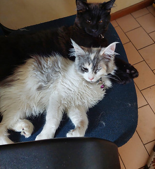 misha and mash.JPG