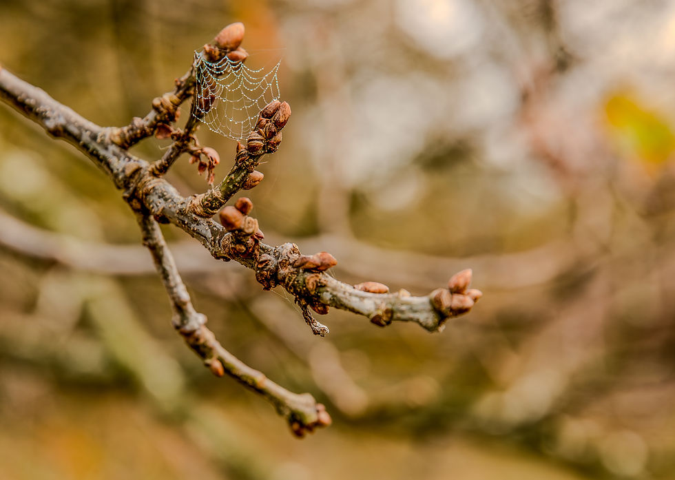 oak buds
