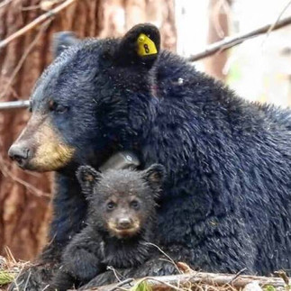 Black Bear in East Wakefield NH