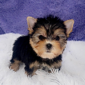 yorkie puppies ky, yorkie puppies, yorkshire terrier puppies, yorkie puppy ky, yorkie breeder ky, buy yorkie puppy