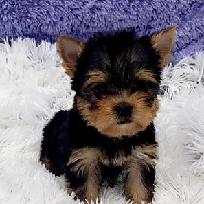 yorkie puppies ky, yorkie puppies, yorkshire terrier puppies, yorkie puppy ky, yorkie breeder ky, buy yorkie puppy