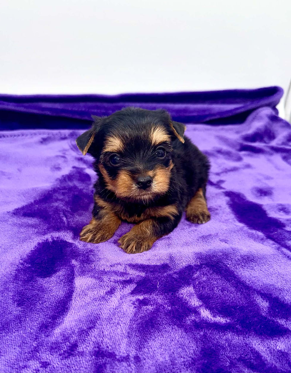 yorkie puppies for sell in Kentucky.