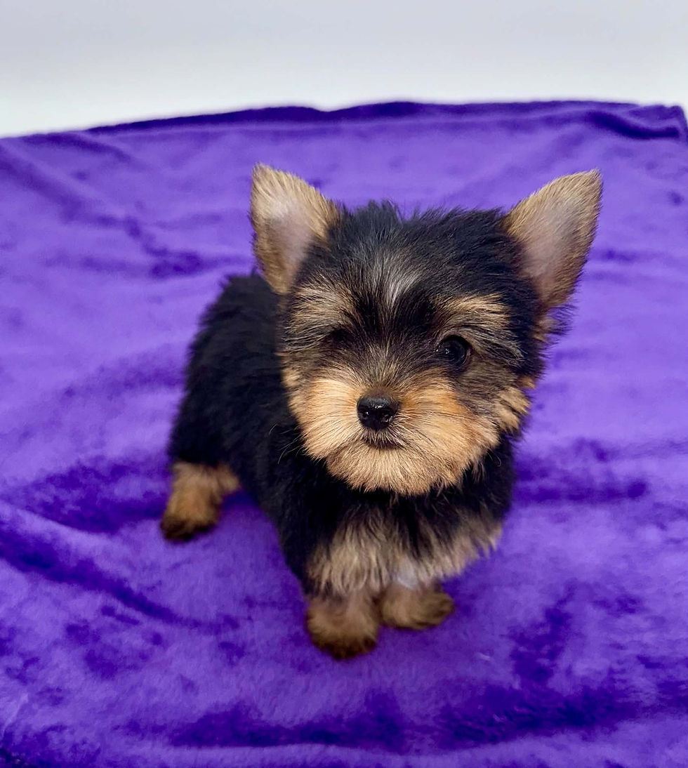 yorkie puppy ky