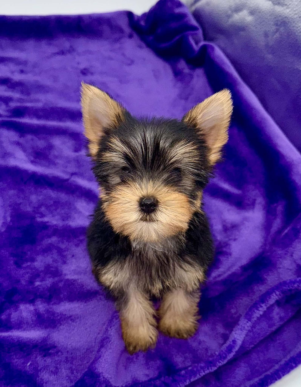 yorkie puppies for sell in Kentucky, Ohio, Virginia, Illinois