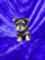 yorkie puppy, yorkie puppies, yorkshire terrier puppies ky, yorkshire terrier puppies kentucky, york