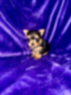 yorkie puppy, yorkie puppies, yorkshire terrier puppies ky, yorkshire terrier puppies kentucky, york