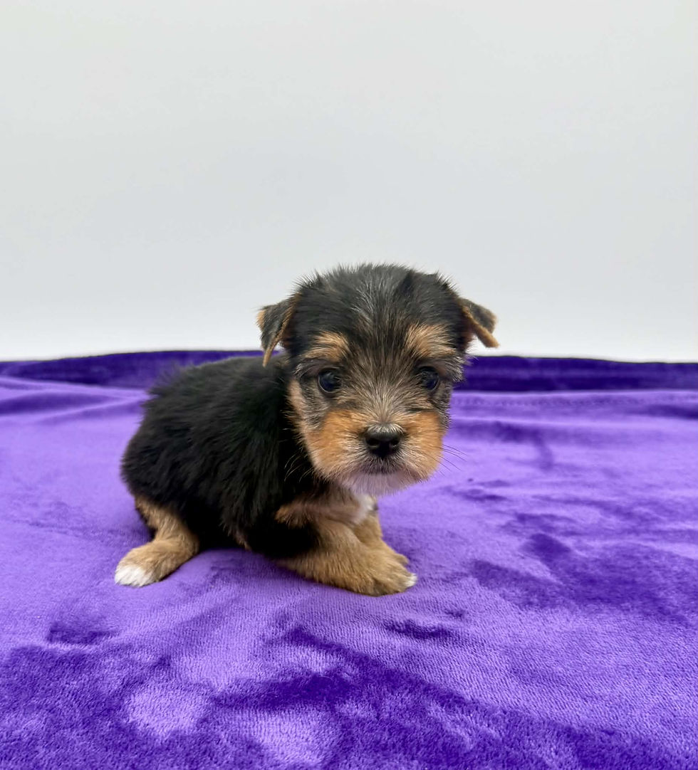 yorkie puppies for sell in Kentucky.