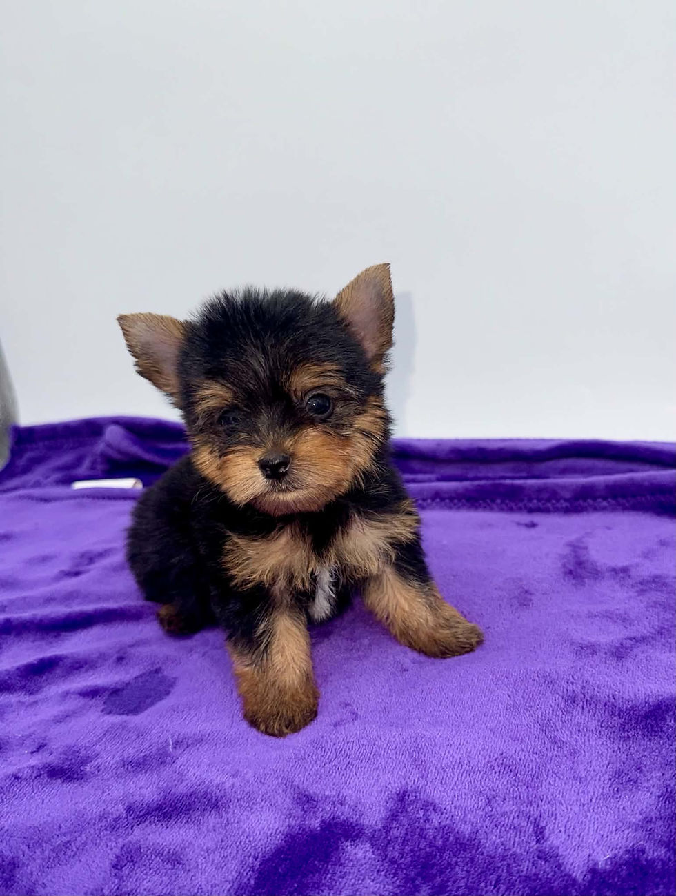 yorkie puppies for sell in Kentucky.