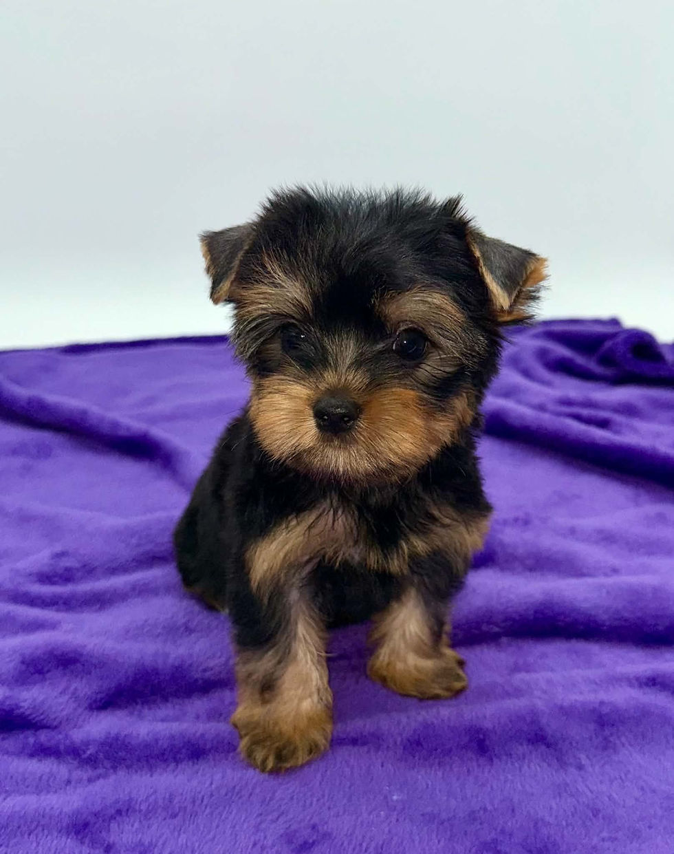 yorkie puppies for sell in Kentucky, Ohio, Virginia, Illinois