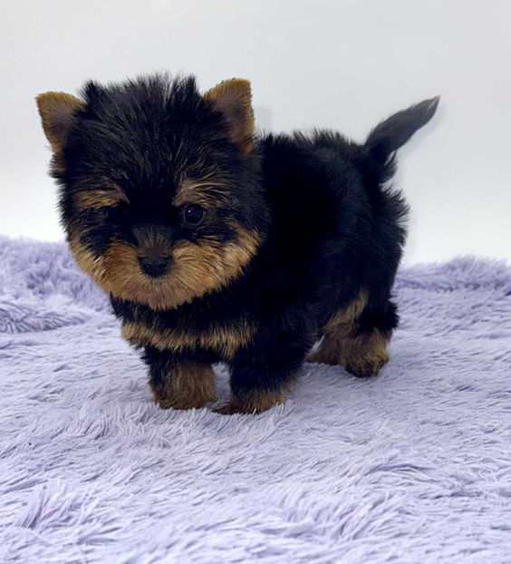 yorkshire terrier puppy for sell in ky