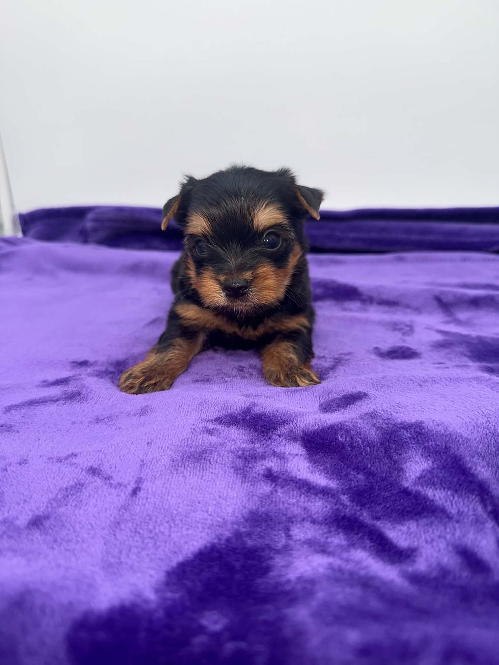 yorkie puppies for sell in Kentucky.