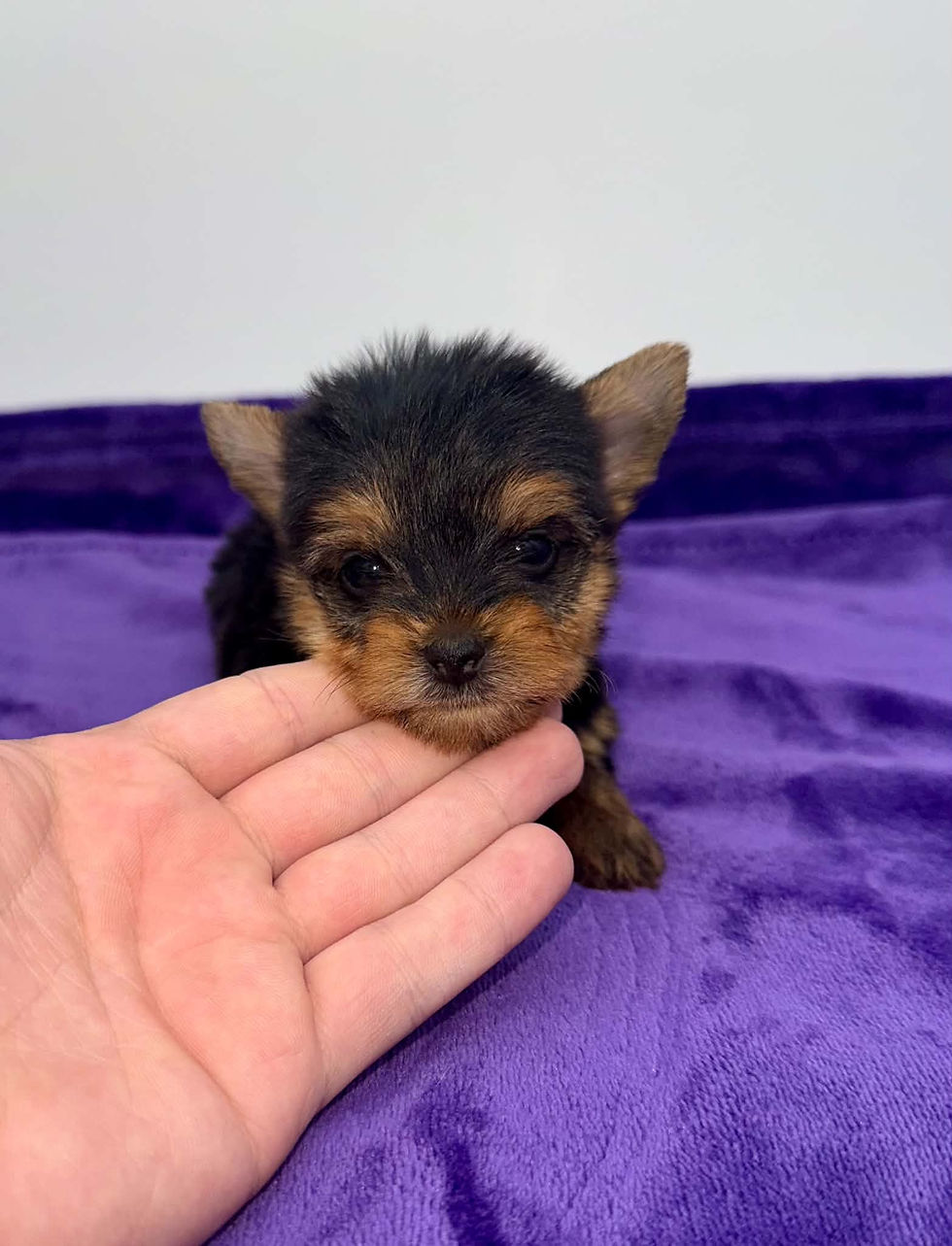 yorkie puppies for sell in Kentucky.