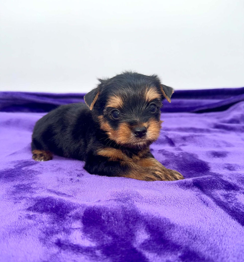 yorkie puppies for sell in Kentucky.