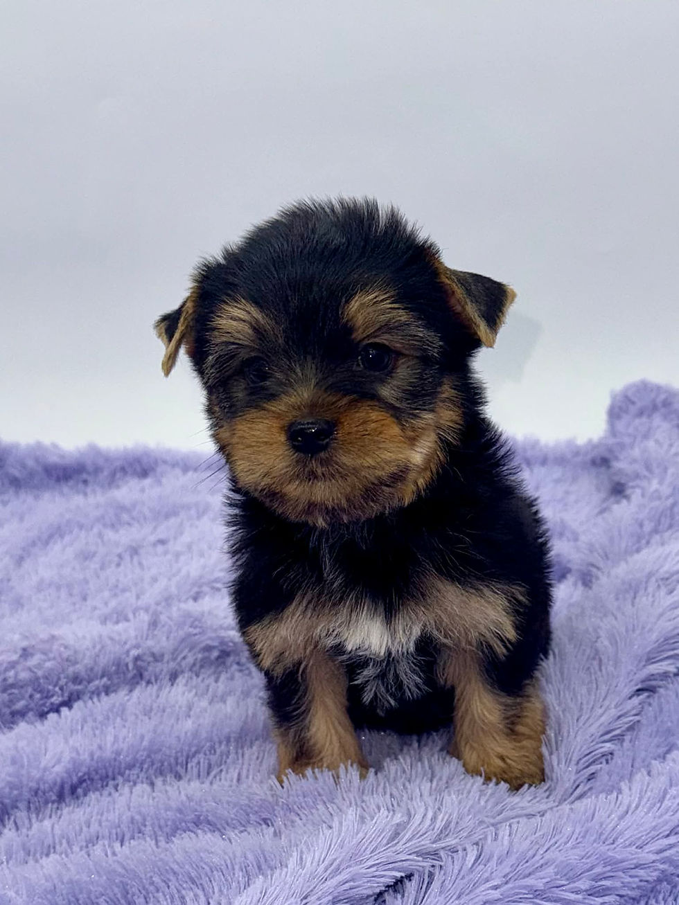 yorkie