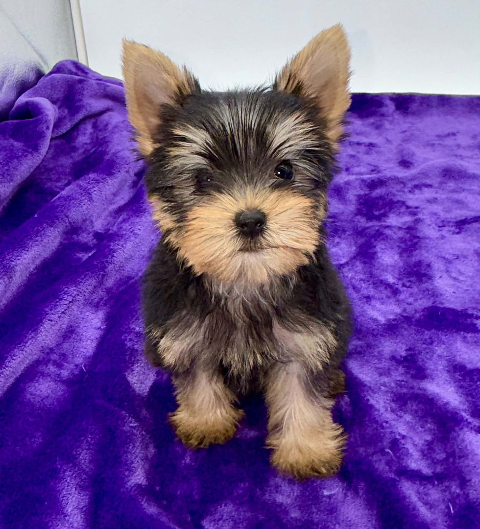 yorkie puppies for sell in Kentucky, Ohio, Virginia, Illinois