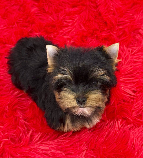 yorkshire terrier puppy for sell in ky